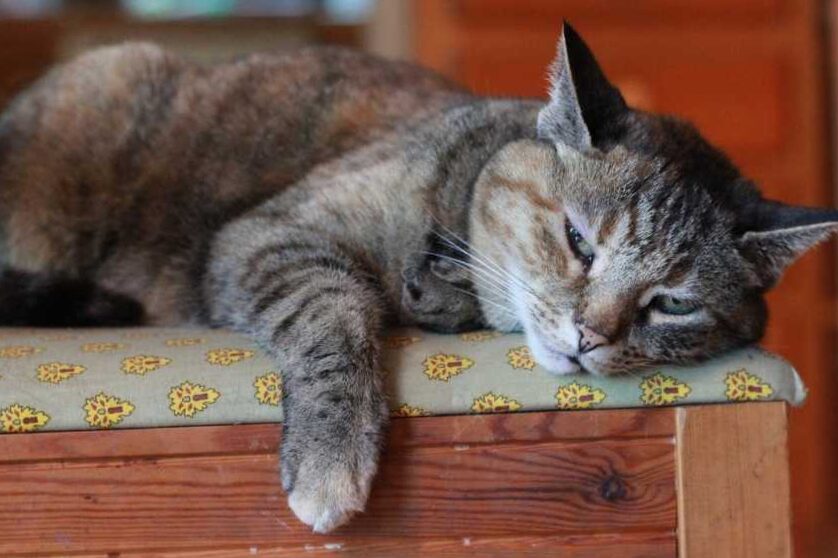 7 signs your cat likes you