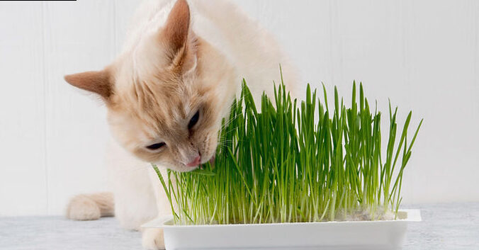Cat Grass - The healthy and tasty vegetal snack for felines