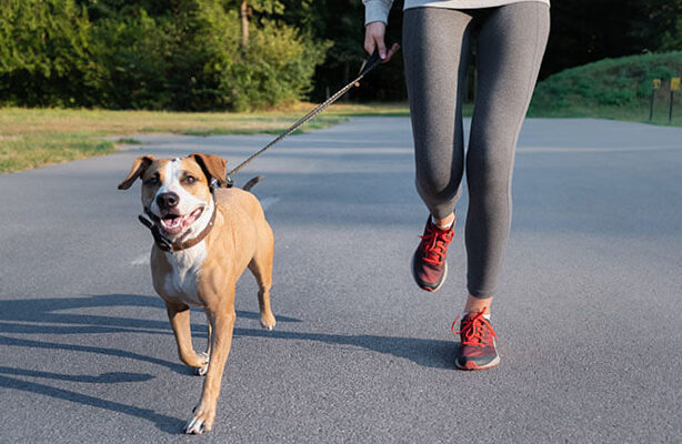 Conditions that can put the dog at risk