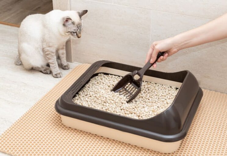 Diarrhea in cats: what are the causes and what to do