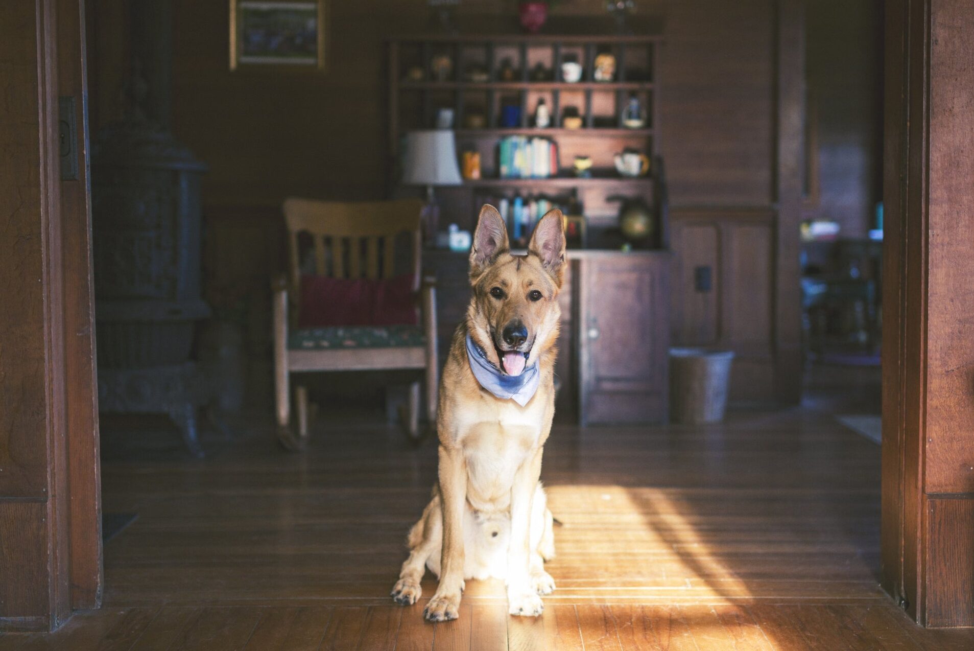 How to create a safe and comfortable home for your pet
