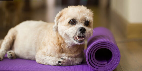 How to help your dog lose weight