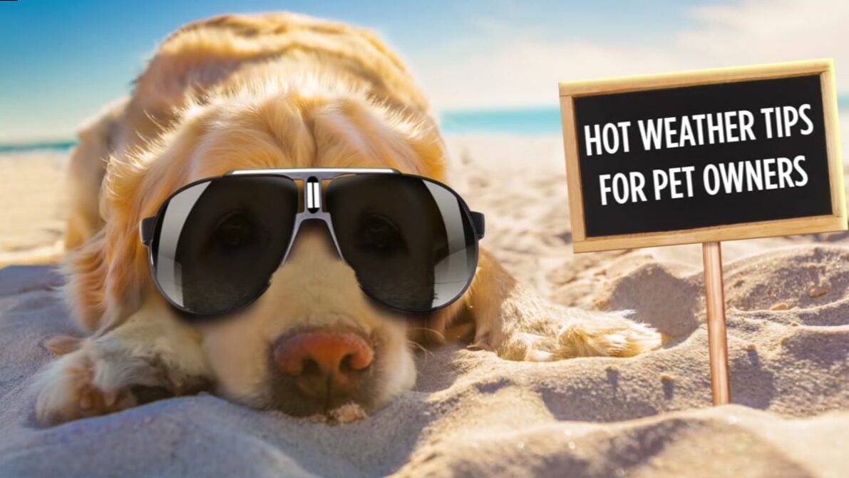 How to protect your pet on hot summer days