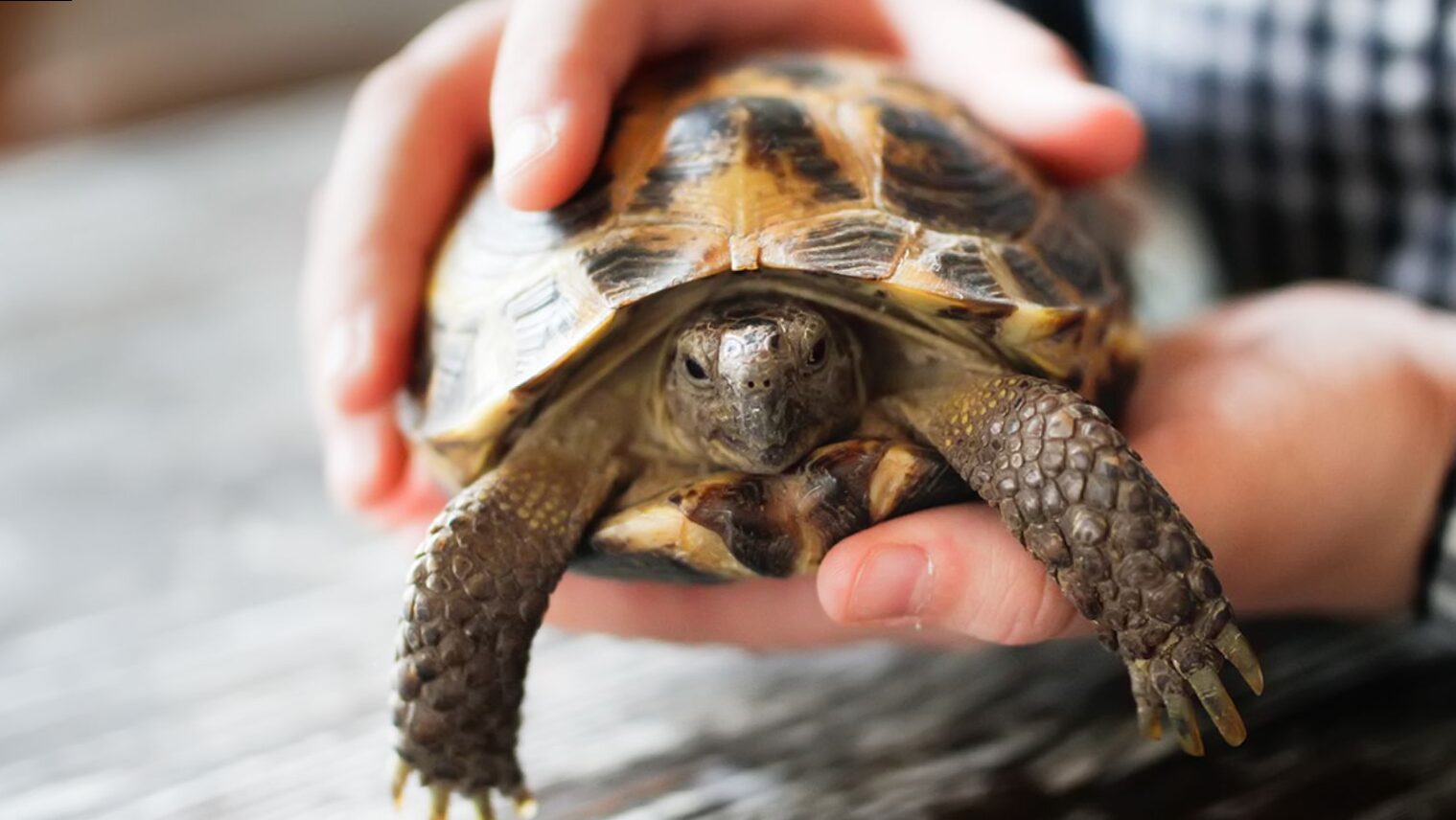 Learn all about the turtle as a pet