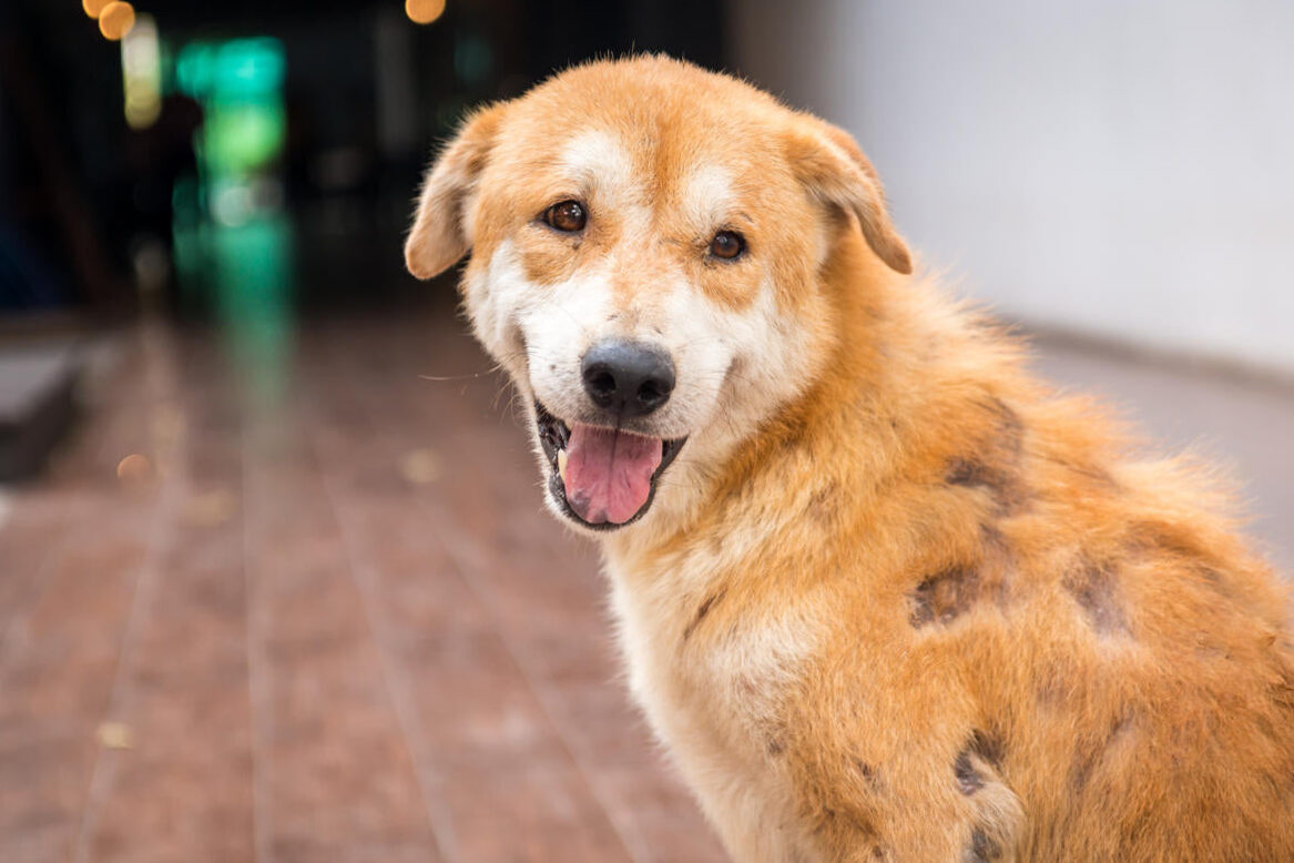 Mites in Dogs - Mange and other skin problems in dogs