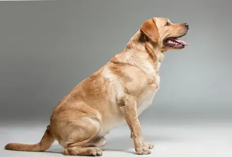 Obesity in dogs - Causes, effects and tips for maintaining an optimal weight