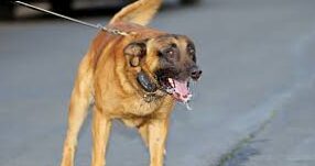 Rabies in dogs. What it is, how it affects the animal and how it can be treated