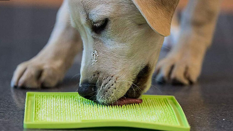 The 5 best mental exercises for dogs