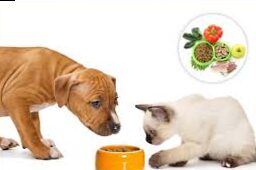 The best nutrition for your pets