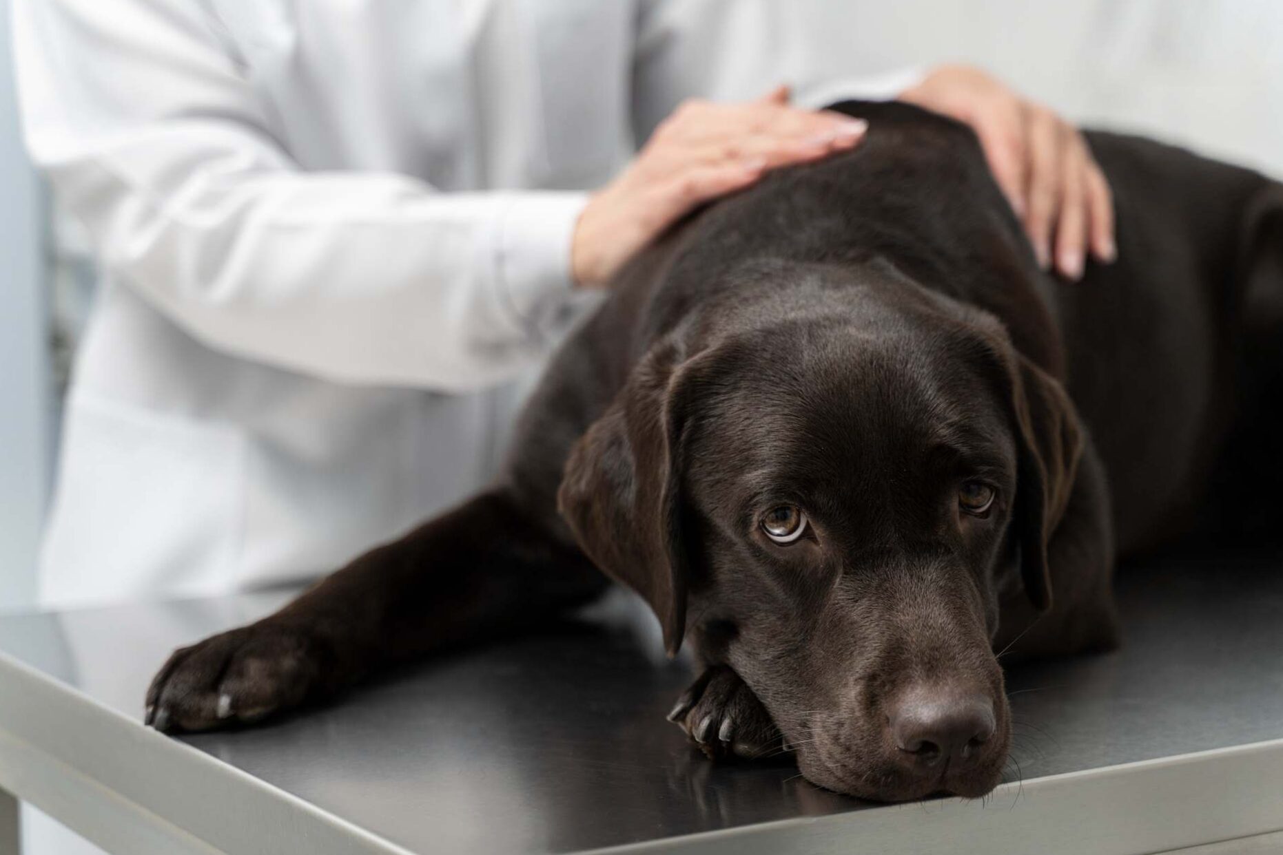 The most common diseases of dogs