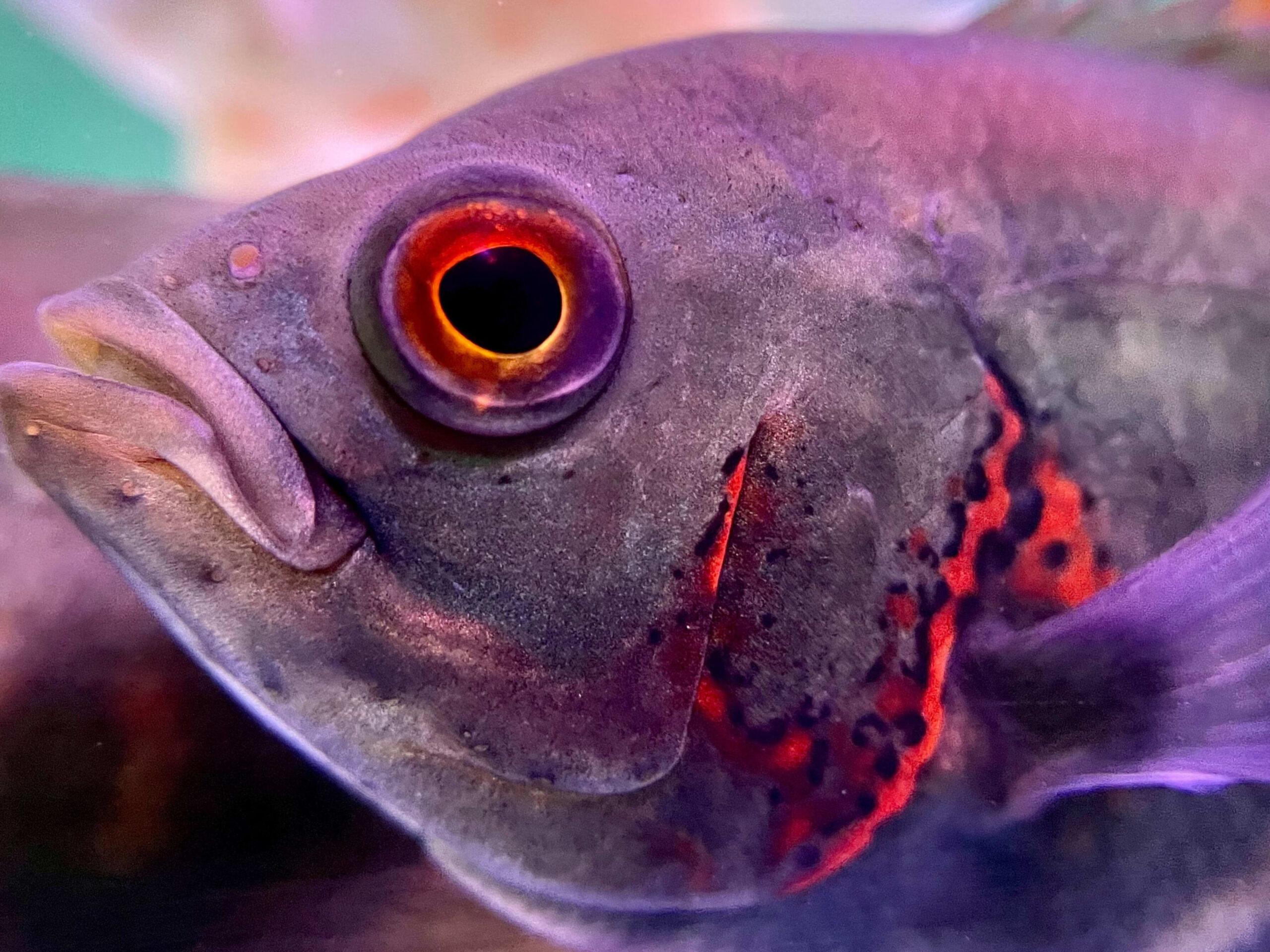 The most hardy aquarium fish