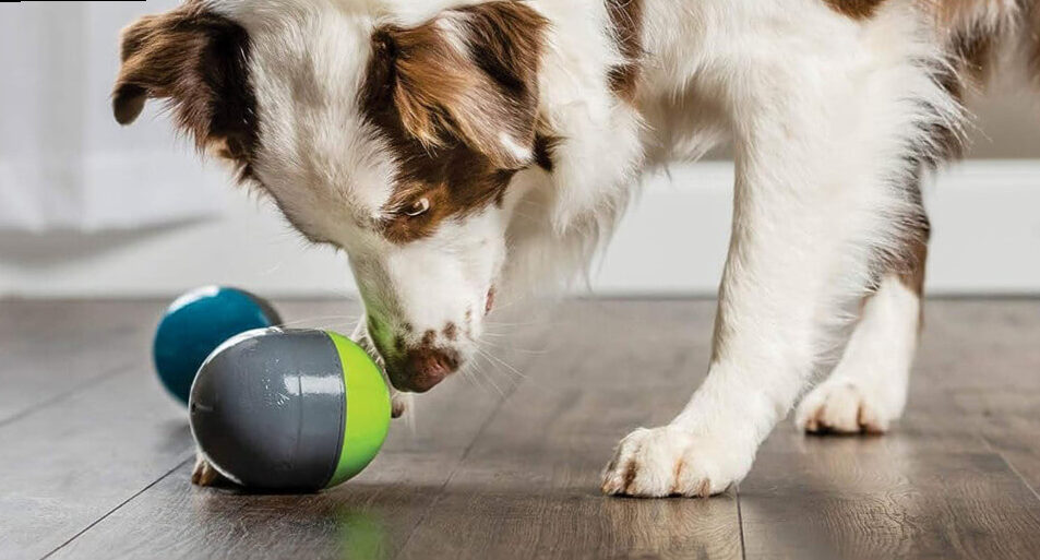 The role of interactive toys in dog health