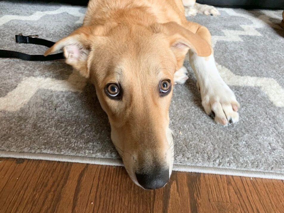 Things to do when taking your pet to the vet