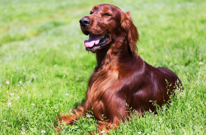 Tips for a healthy and shiny coat