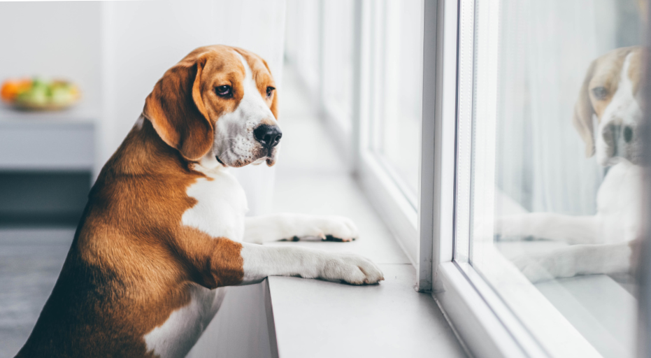 Tips to keep in mind when leaving your dog alone at home