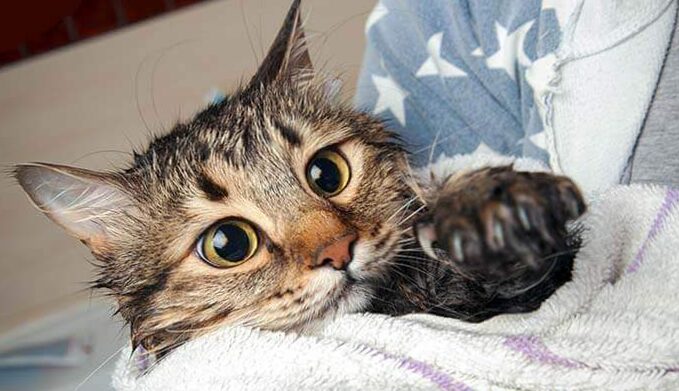 Understand your cat's social behavior