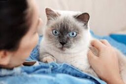 What are the advantages of having a cat?