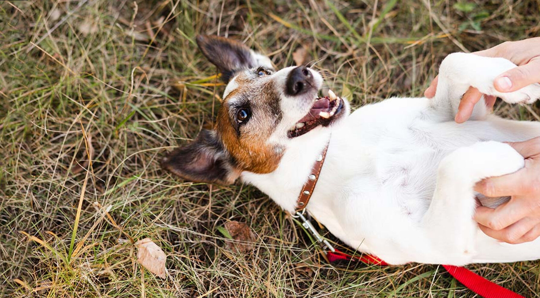 Why some dogs are more attractive to fleas than others